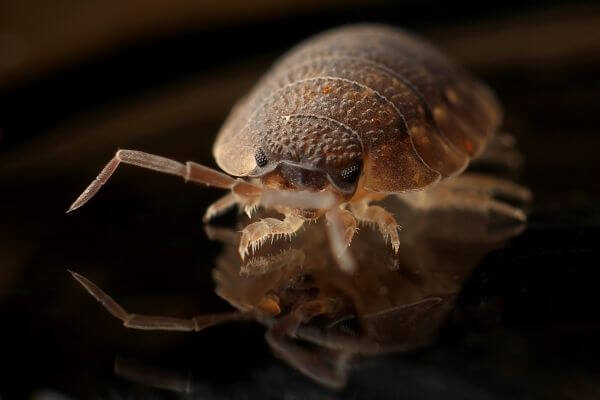 PEST CONTROL CHESHUNT, Hertfordshire. Pests Our Team Eliminate - Bed Bugs.