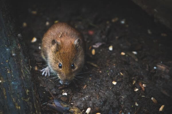 PEST CONTROL CHESHUNT, Hertfordshire. Pests Our Team Eliminate - Mice.
