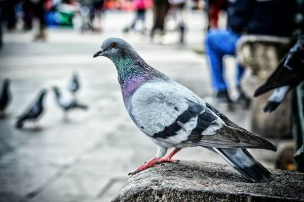 PEST CONTROL CHESHUNT, Hertfordshire. Pests Our Team Eliminate - Pigeons.