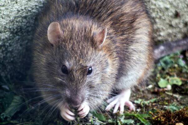 PEST CONTROL CHESHUNT, Hertfordshire. Pests Our Team Eliminate - Rats.