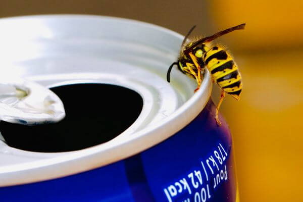 PEST CONTROL CHESHUNT, Hertfordshire. Pests Our Team Eliminate - Wasps.